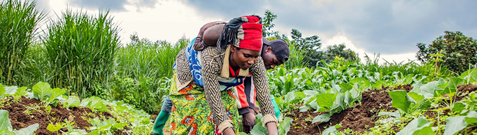 Rwanda woman harvesting crops 