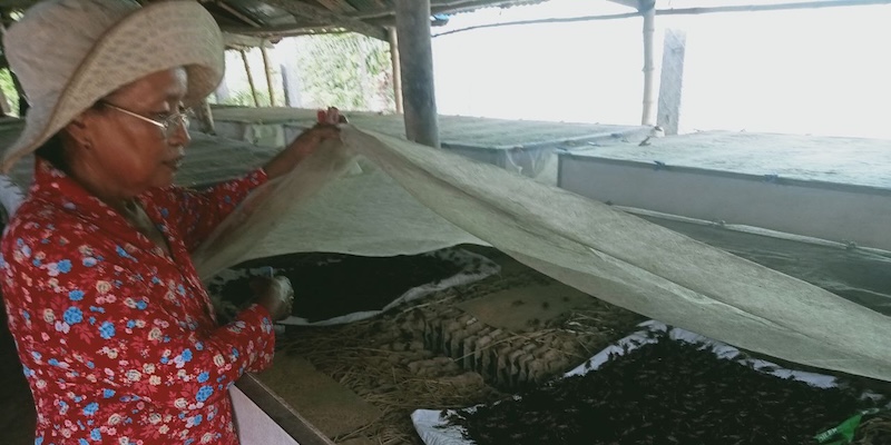 A trained cricket farmer in Cambodia shows her crickets growing in a pen.