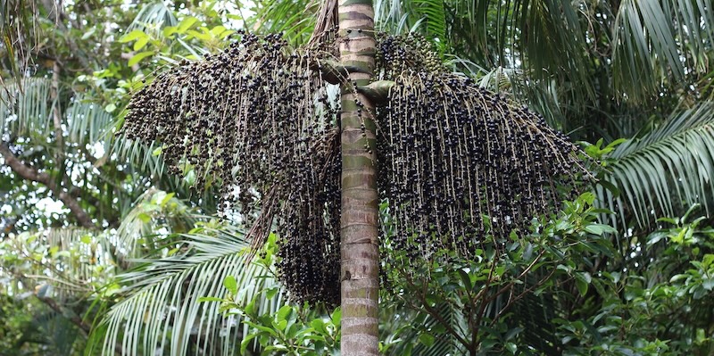 A juçara palm tree with açaí berries in the forest of Brazil.