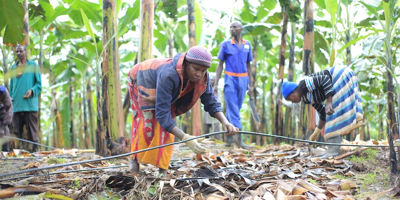 Farmer working on the banana plantation