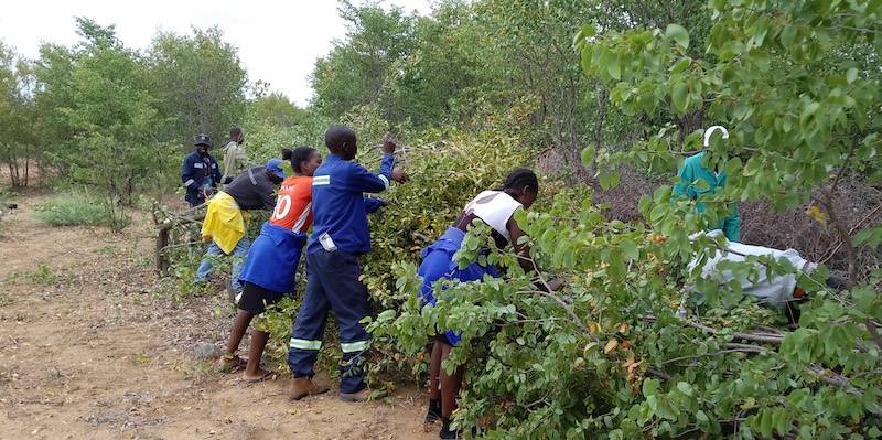 People work on the live hedge fencing in Zimbabwe.