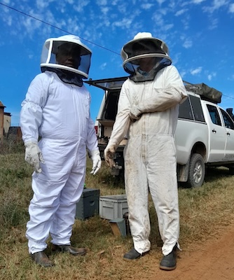 Two people wear protective suits for beekeeping tasks.