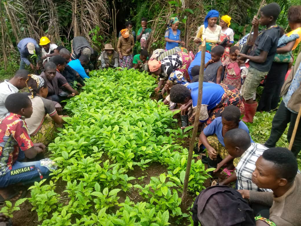 Participants in the reforestation activity in South-Kivu, PIFEVA