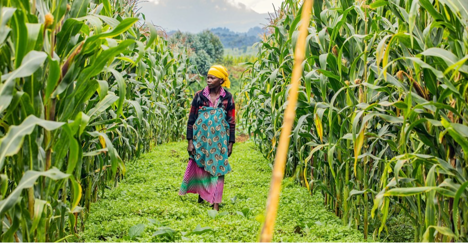 Launched last year, UNDP’s Private Sector Development and Partnership Strategy (2023-2025) references opportunities for working with the private sector to build resilient food and agricultural commodity systems. Photo: UNDP Rwanda/Mucyo Serge 