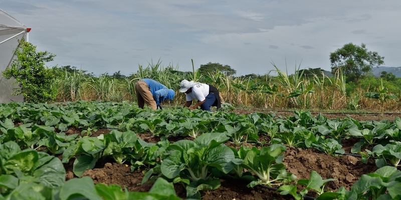 Tending to rows of pak choy