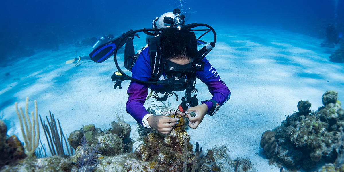 A scuba diver in full gear works to restore coral reefs underwater, surrounded by marine plants and clear blue water.