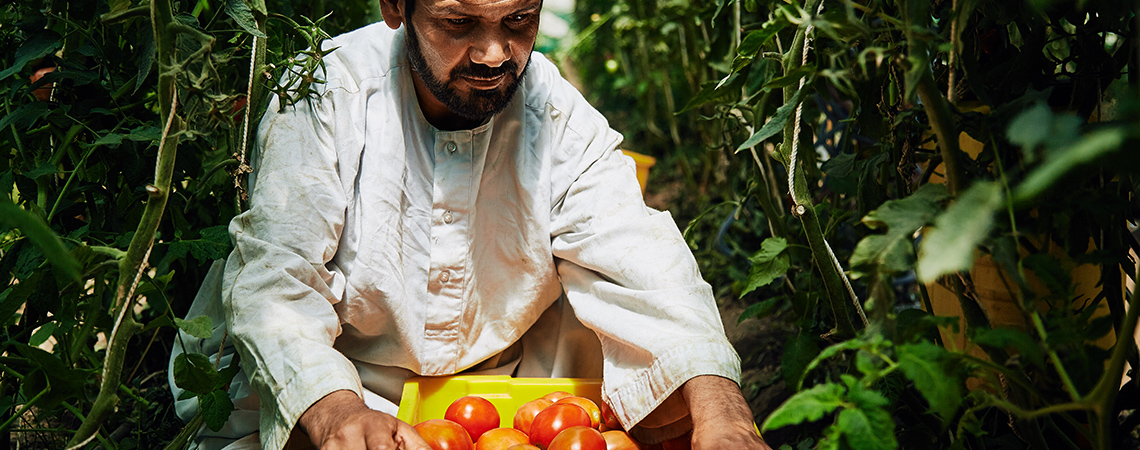 An Afghan farmer in a white robe is harvesting red tomatoes into a yellow crate inside a greenhouse filled with lush green plants.