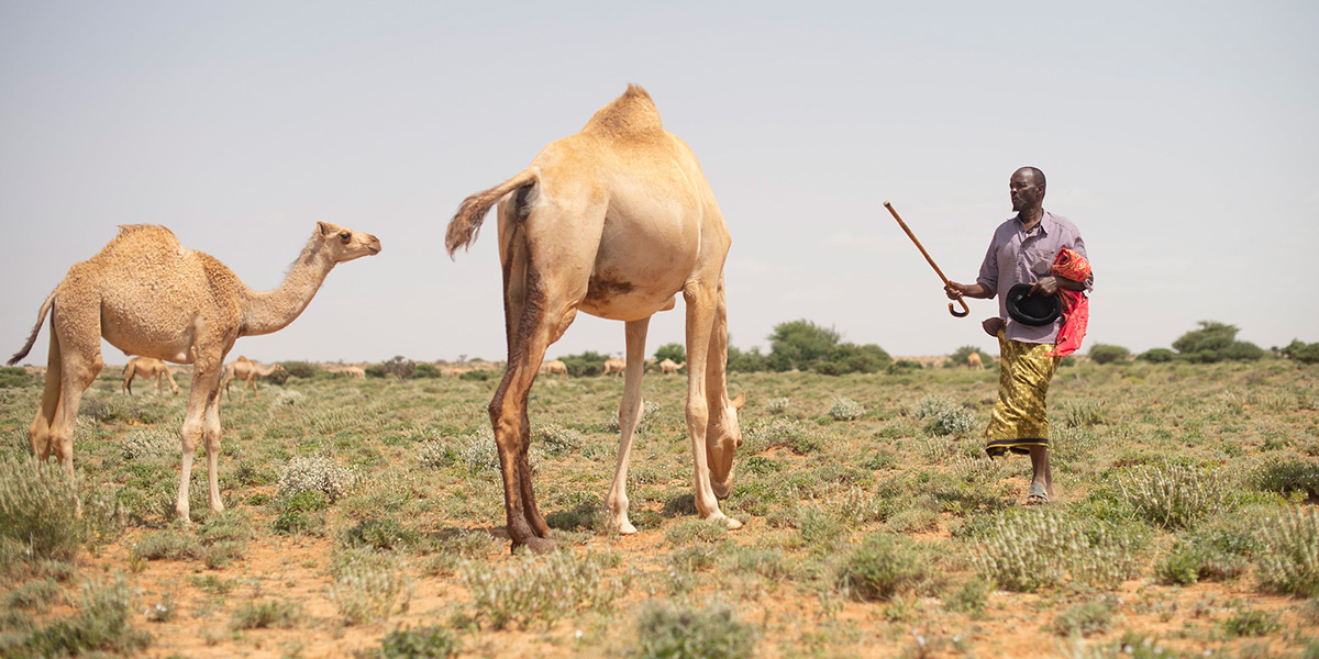 A herder in traditional attire walks with a stick toward his camels grazing in a semi-arid landscape near a village in Puntland, Somalia.