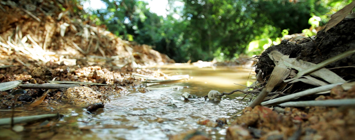 Close-up view of a small stream flowing through a forested area in Lao PDR, with sunlight filtering through the trees.