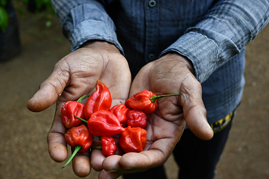 A close-up of a person's hands holding a handful of bright red chili peppers, with a dirt path and greenery in the background.