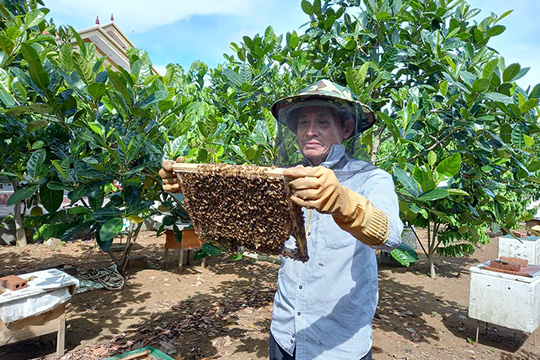  A Vietnamese beekeeper wearing protective gear holds up a honeycomb frame covered with bees in a lush orchard with beehives in the background.