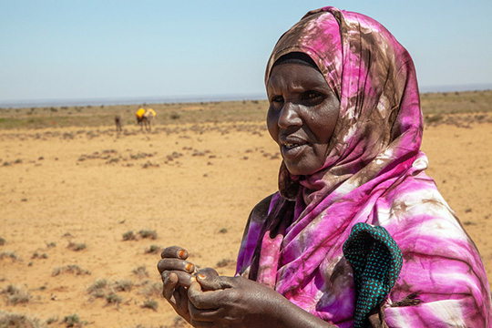  A woman wearing a pink and purple patterned headscarf holds seeds in her hands while standing in a dry, arid landscape with a few camels and people visible in the distance.