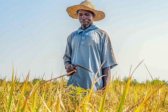 A farmer wearing a straw hat and a blue shirt stands in a sunlit golden field, holding a sickle, with a clear sky in the background.