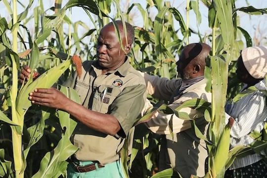 Farmers inspect healthy maize crops at Pikinini Jawanda Irrigation Scheme in Zimbabwe, a once-overgrown area now transformed through climate-resilient agriculture