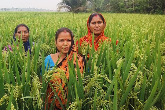 Three women stand in the middle of a lush green rice field in Odisha, India, wearing colorful traditional clothing, symbolizing their role as climate-resilient farmers.