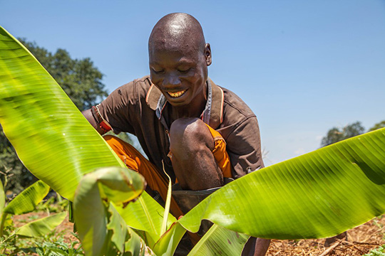 A smiling farmer crouches next to a young banana plant under a bright blue sky in a rural agricultural setting.