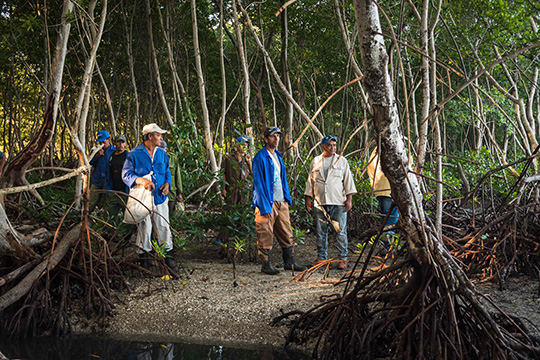 A group of people wearing boots and work clothing walks through a dense mangrove forest, surrounded by exposed roots and natural vegetation.