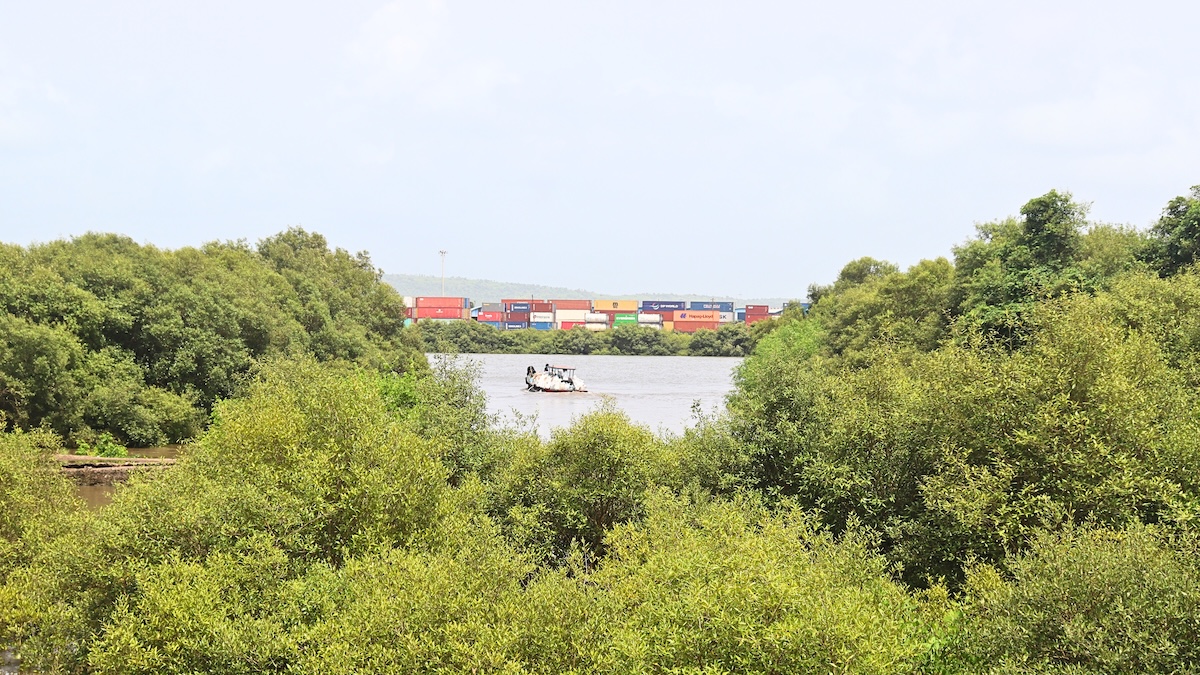 mangroves in coastal village