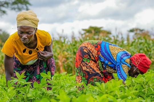 Farmers demonstrating skills gained through the Farmer Field School in Rufunsa District