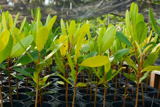 Young green plants growing in black pots under shaded conditions